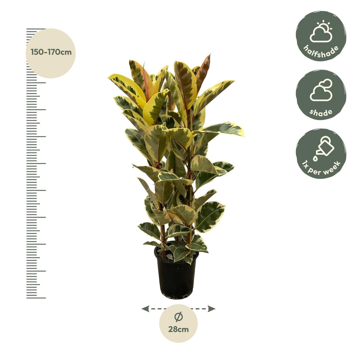 Ficus elastica tineke struik - 160 cm - Ø28cm - Bivakshop