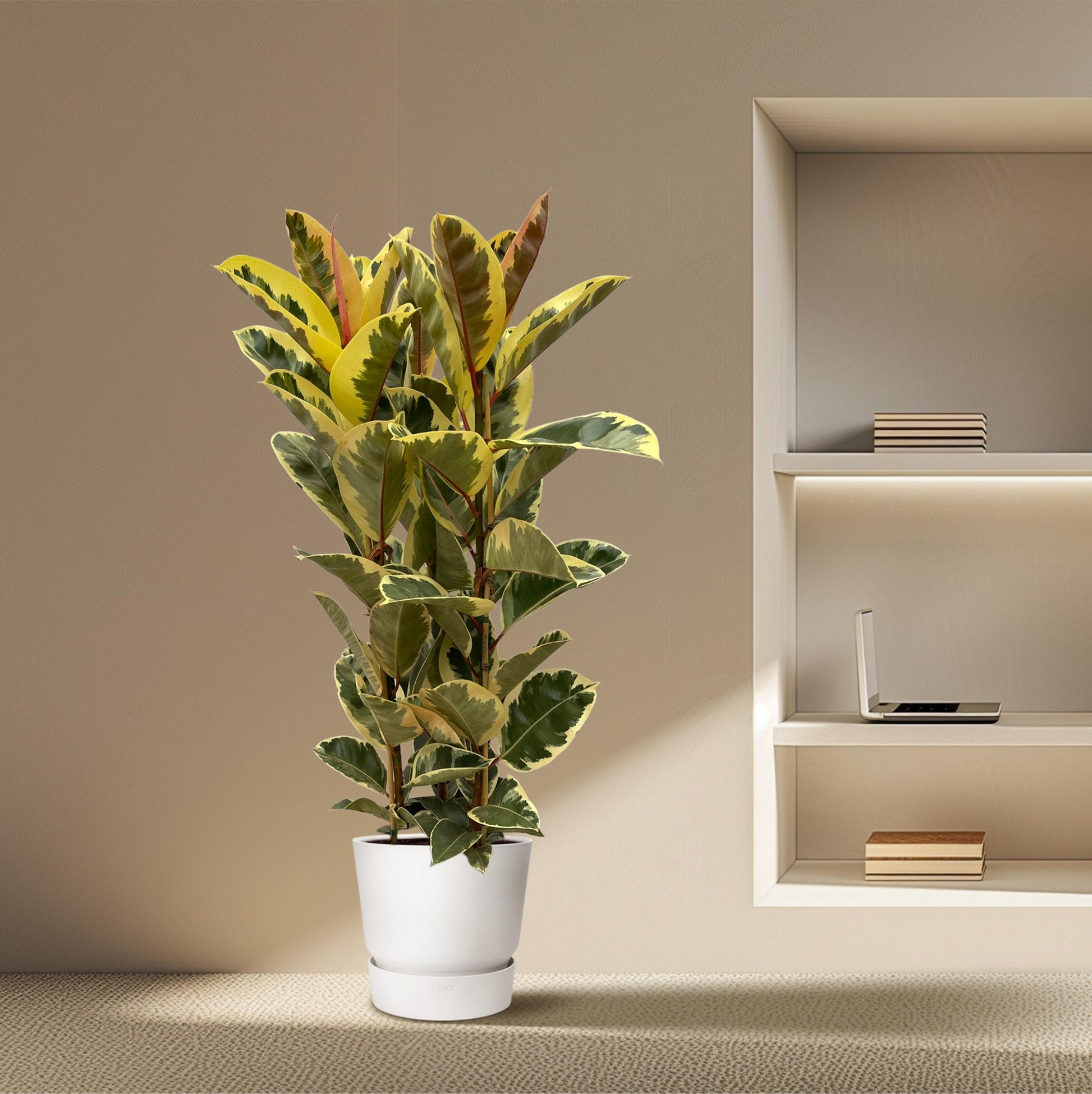 Ficus elastica tineke struik - 160 cm - Ø28cm - Bivakshop