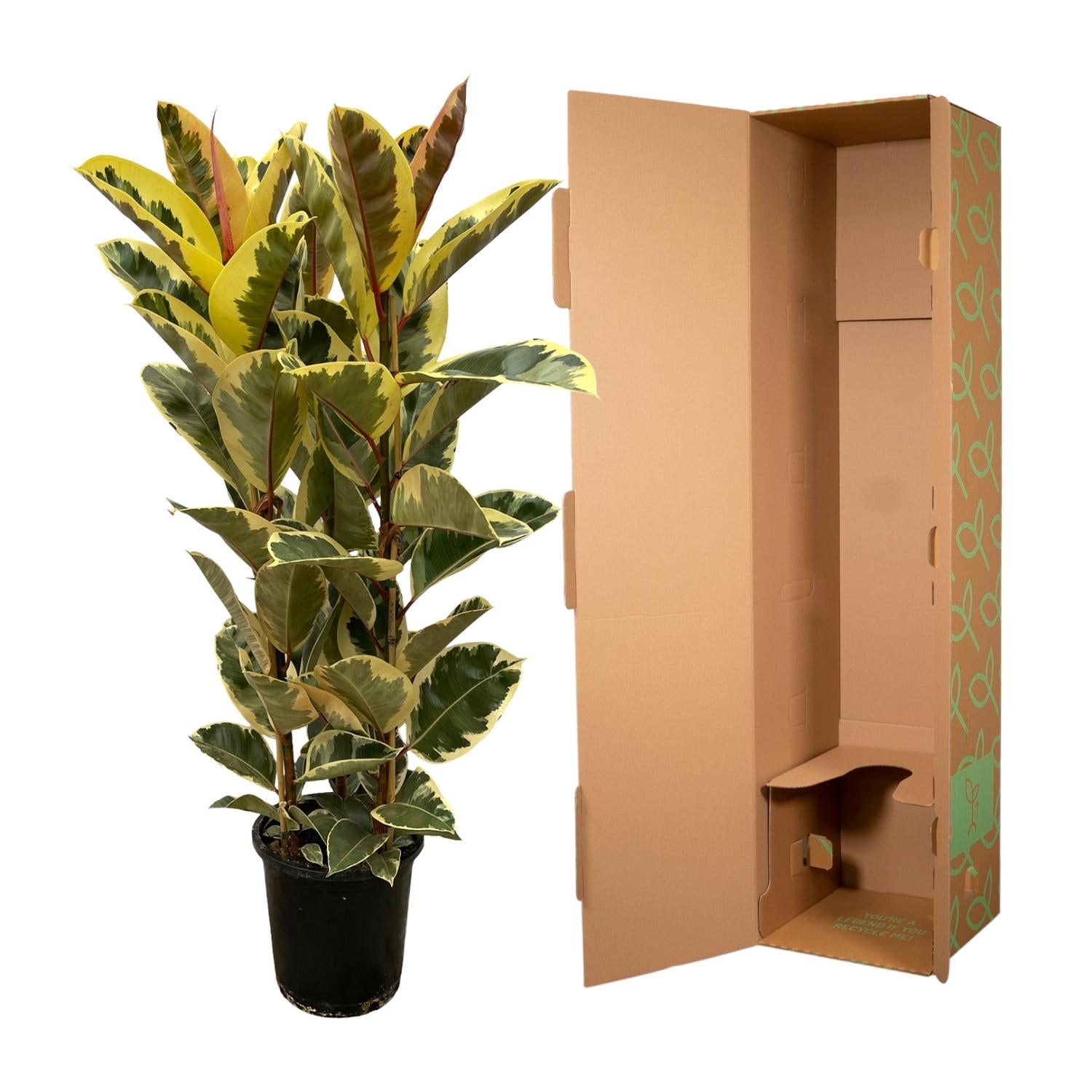 Ficus elastica tineke struik - 160 cm - Ø28cm - Bivakshop