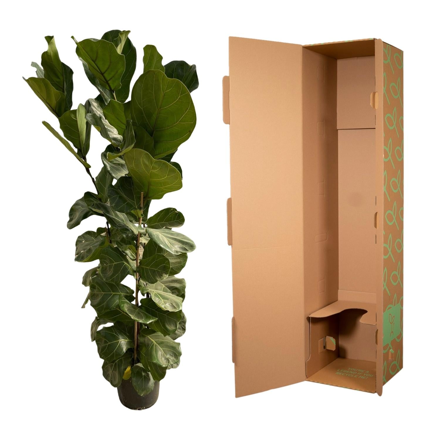 Ficus lyrata struik - 170 cm - Ø30 - Bivakshop