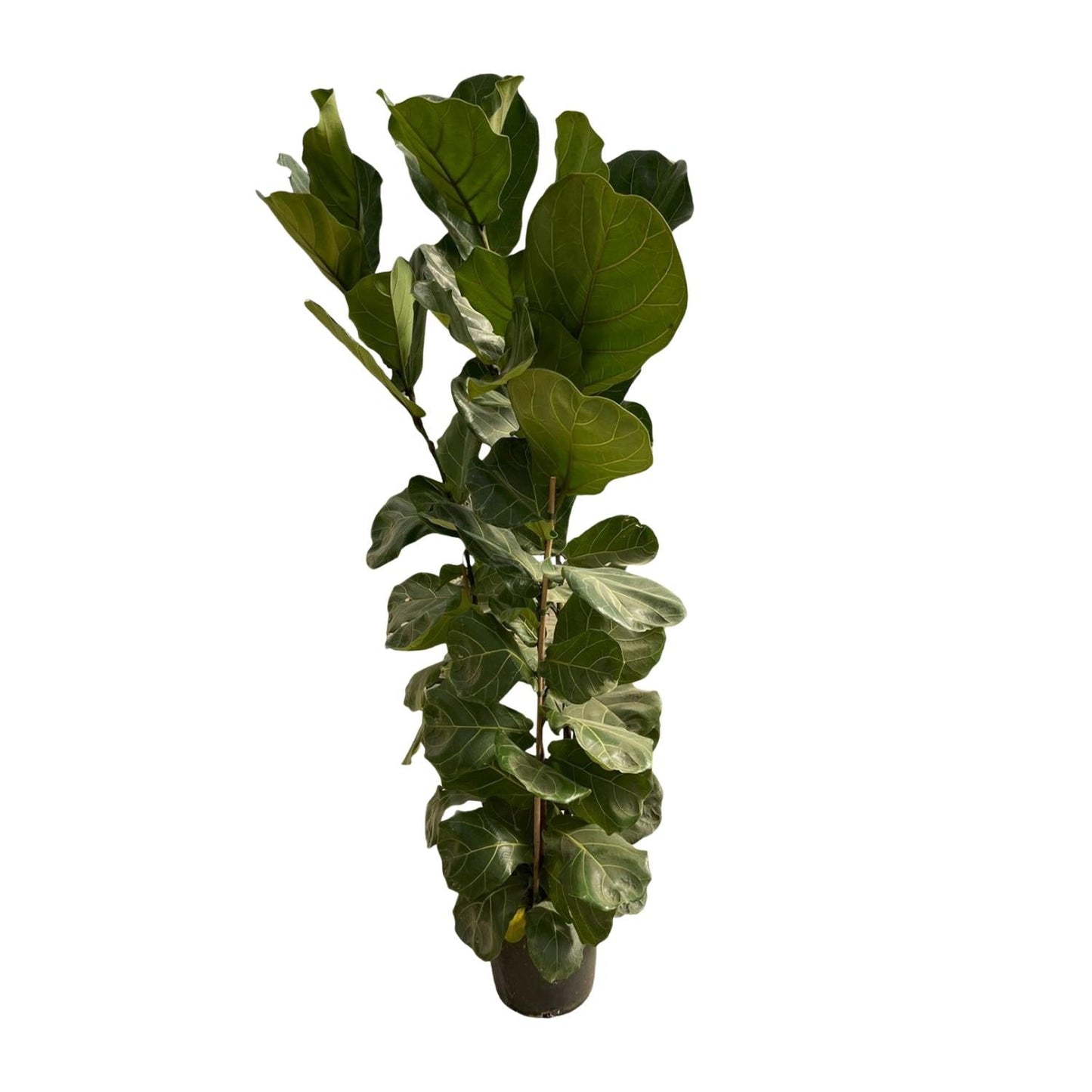 Ficus lyrata struik - 170 cm - Ø30 - Bivakshop