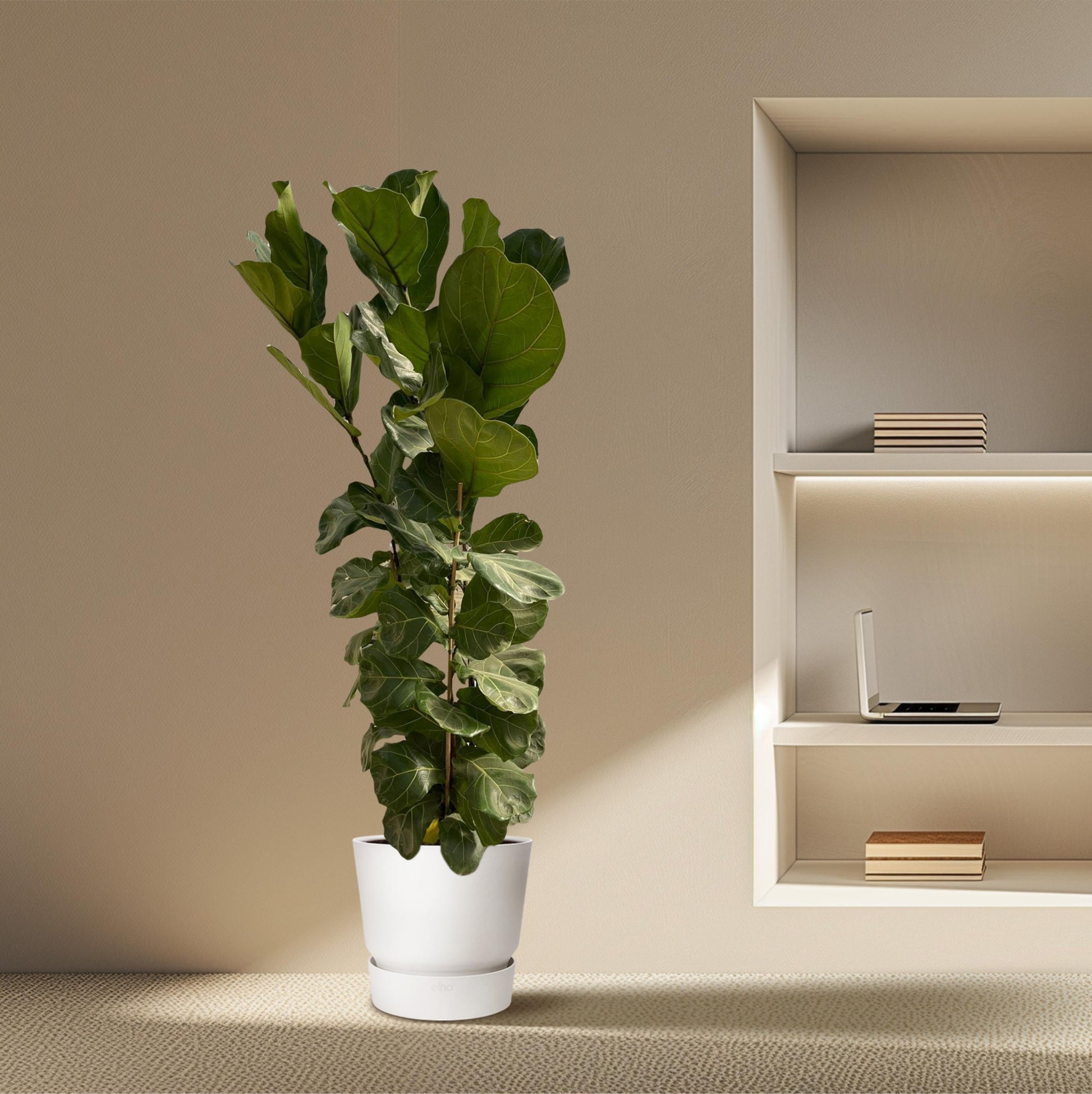 Ficus lyrata struik - 170 cm - Ø30 - Bivakshop