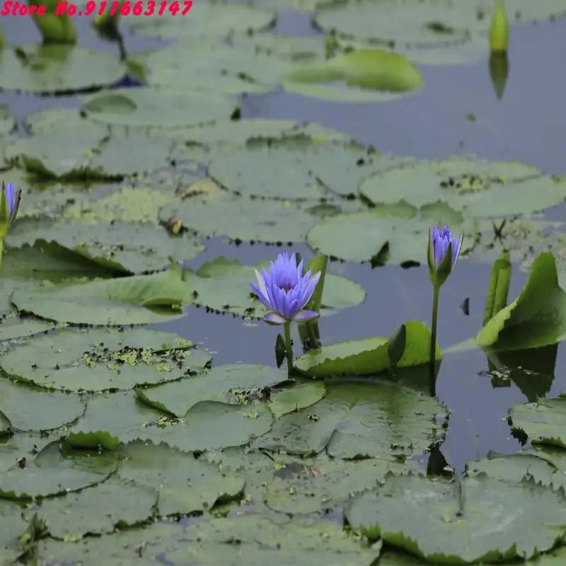 Gedroogde lotus bloemen - Natuurlijke geur voor zeep, kaarsen en huisdecoratie - Bivakshop