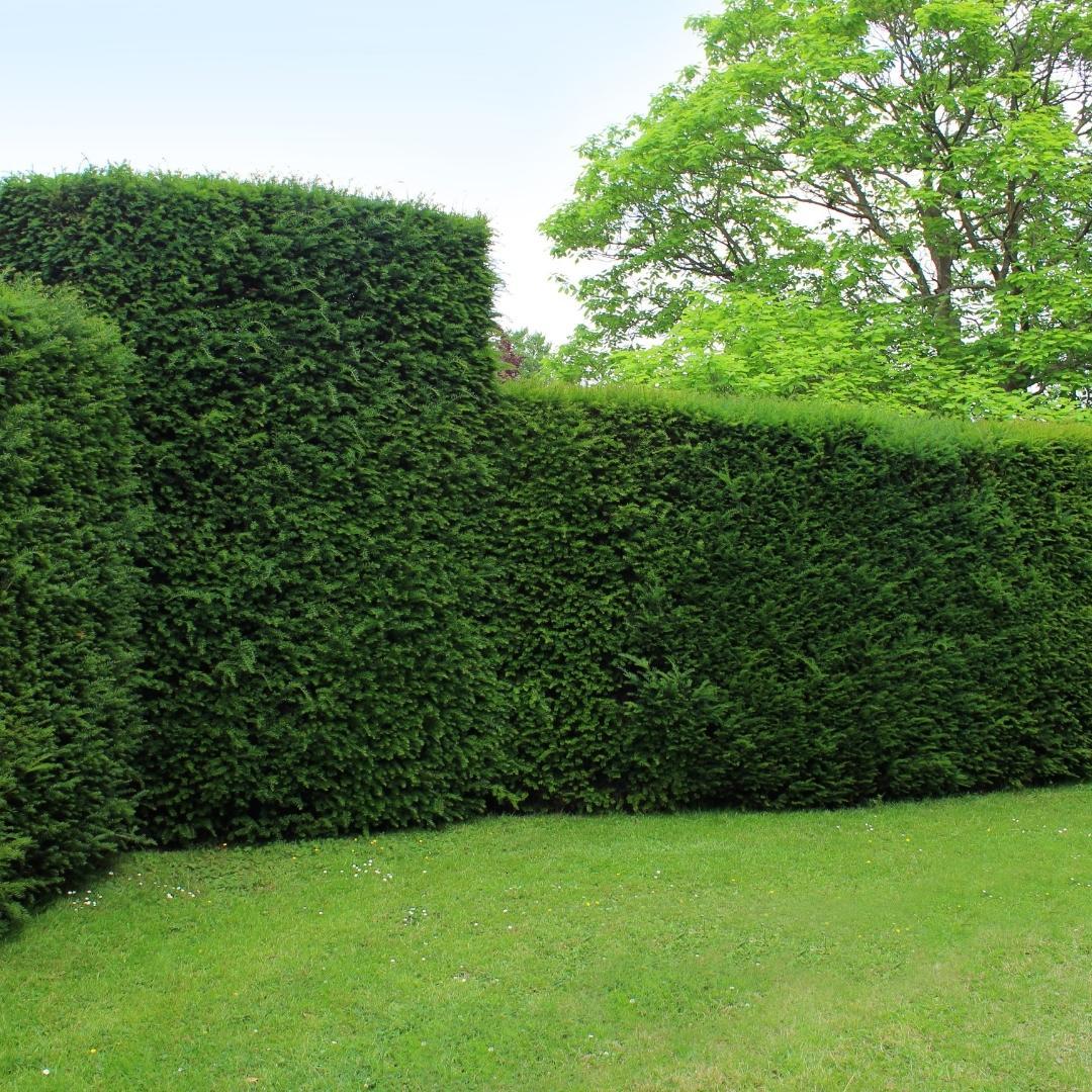 Grote taxus planten - Voor 10 strekkende meter haag - | Taxus 'baccata' - Bivakshop