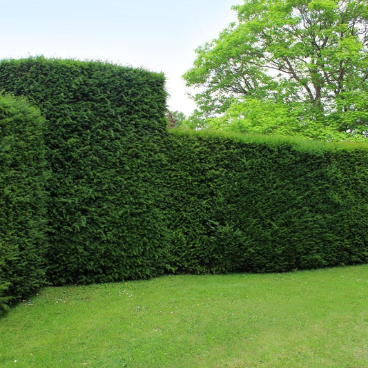 Grote taxus planten - Voor 10 strekkende meter haag - | Taxus 'baccata' - Bivakshop