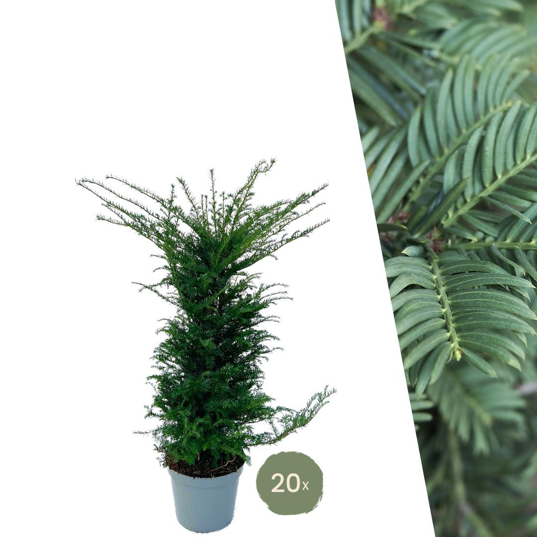 Grote taxus planten - Voor 10 strekkende meter haag - | Taxus 'baccata' - Bivakshop