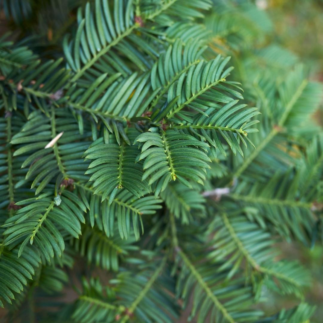 Grote taxus planten - Voor 10 strekkende meter haag - | Taxus 'baccata' - Bivakshop