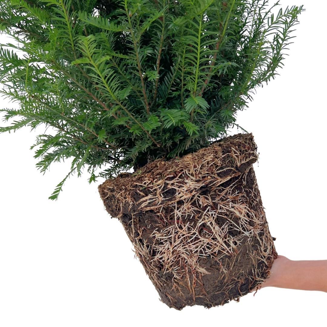 Grote taxus planten - Voor 10 strekkende meter haag - | Taxus 'baccata' - Bivakshop