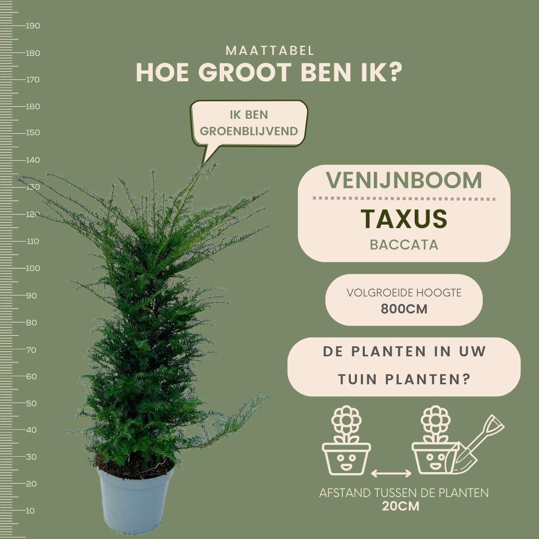 Grote taxus planten - Voor 10 strekkende meter haag - | Taxus 'baccata' - Bivakshop