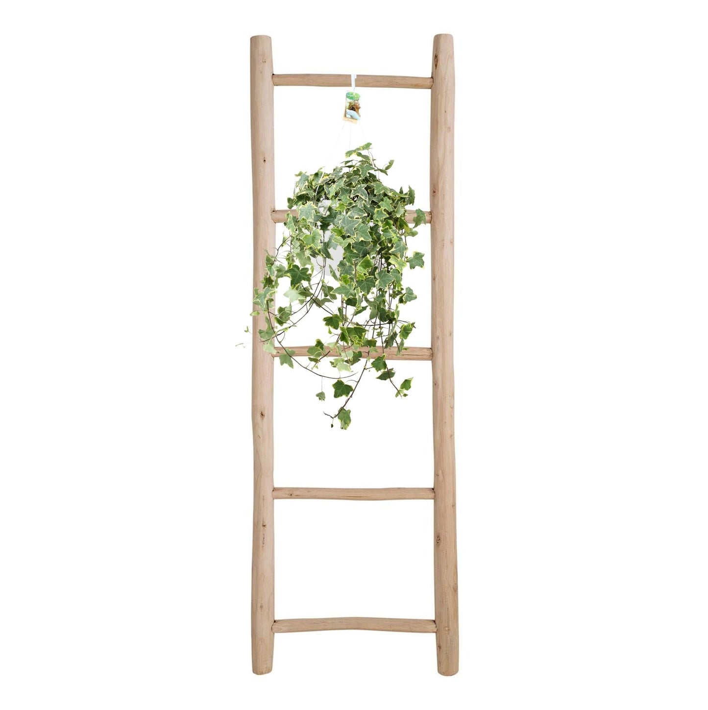 Hedera helix 'gold child' - Hang/xxl - Ø24 cm ↕60 cm - Bivakshop