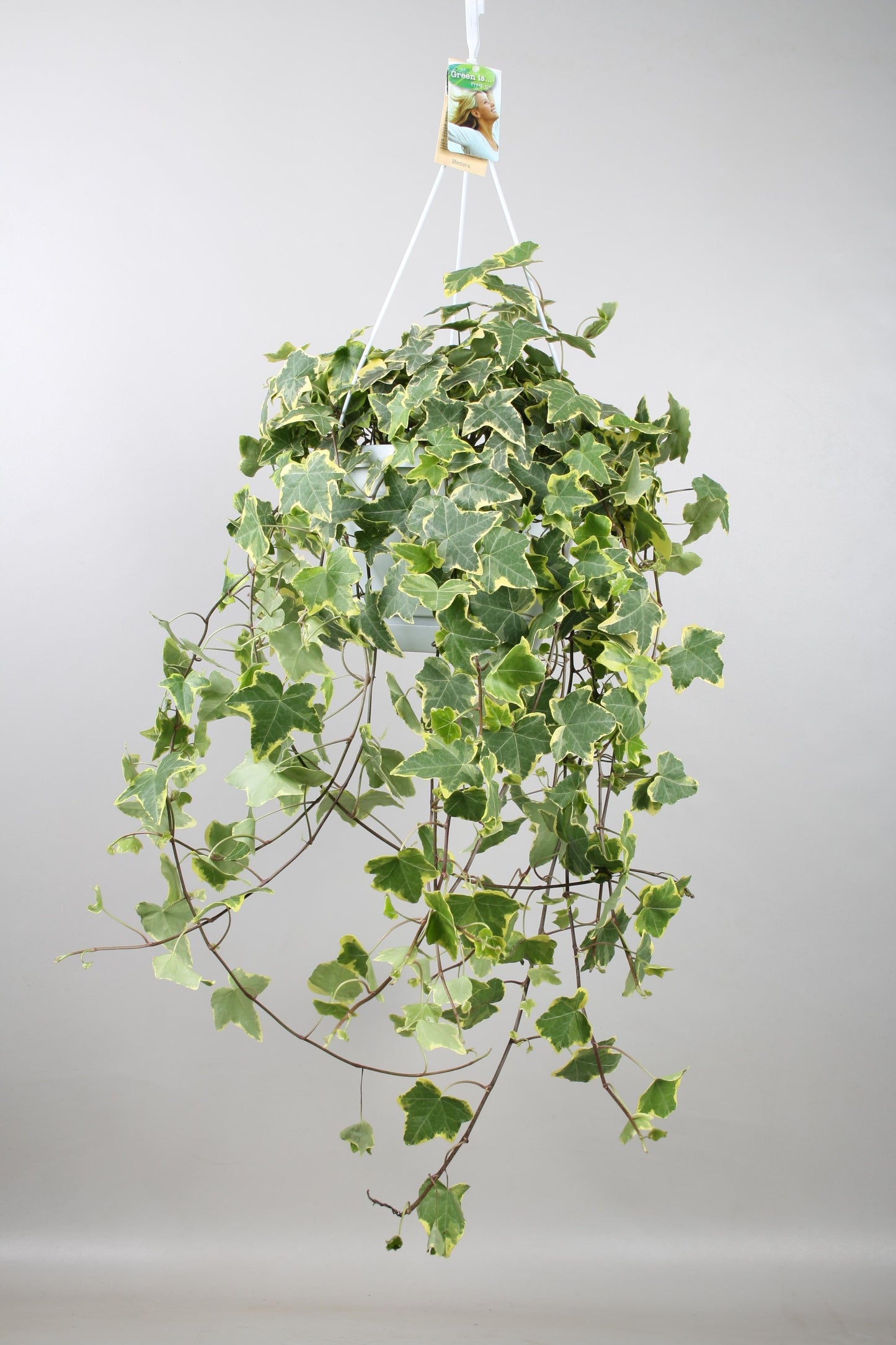 Hedera helix 'gold child' - Hang/xxl - Ø24 cm ↕60 cm - Bivakshop