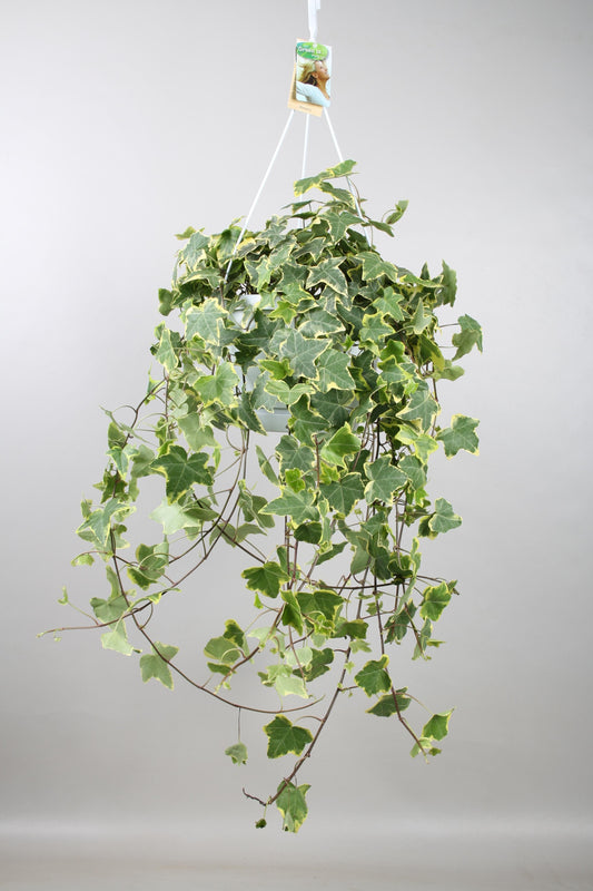 Hedera helix 'gold child' - Hang/xxl - Ø24 cm ↕60 cm - Bivakshop