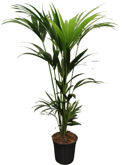 Howea forsteriana (kentia) 5 pit 120 140Cm - Ø21Cm - ↕120Cm - Bivakshop