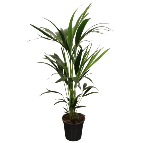 Howea forsteriana (kentia palm) 5 pit - Ø21 cm - ↕100 120 cm - Bivakshop