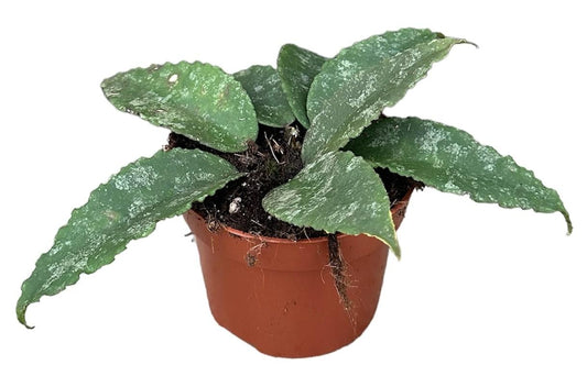 Hoya caudata - Ø10,5cm - ↕20cm - Bivakshop