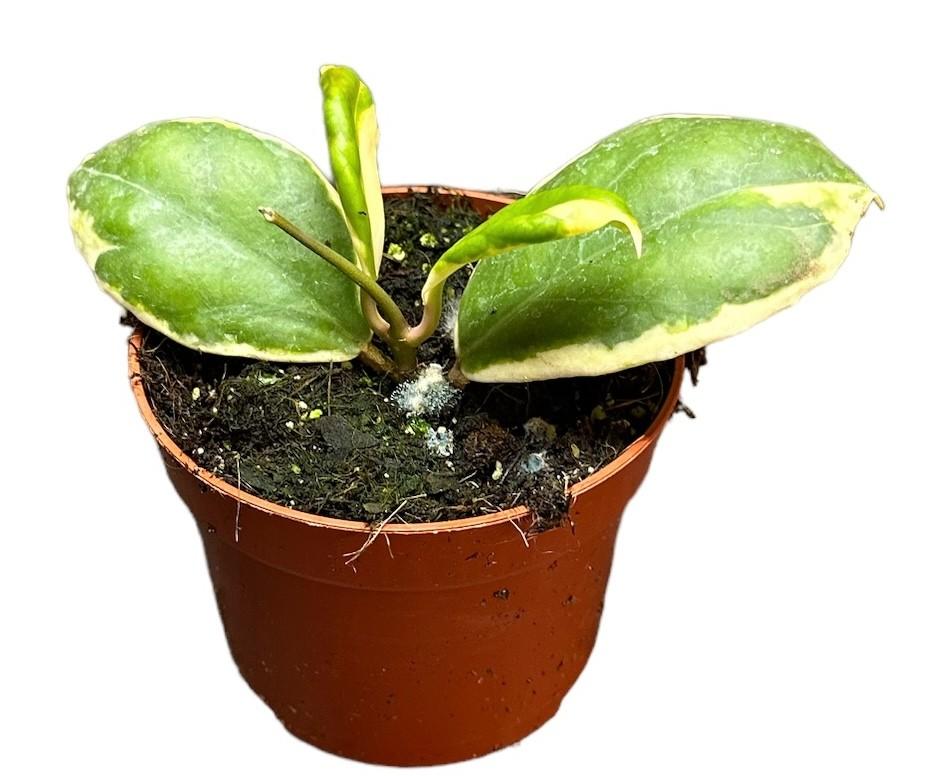 Hoya incrassata variegata - Ø10,5cm - ↕25cm - Bivakshop