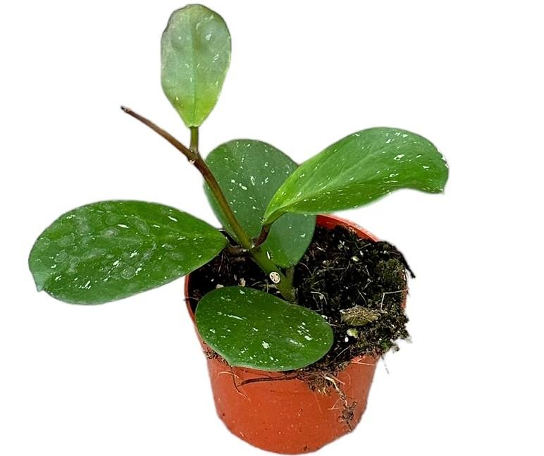 Hoya obovata - Ø10,5cm - ↕20cm - Bivakshop