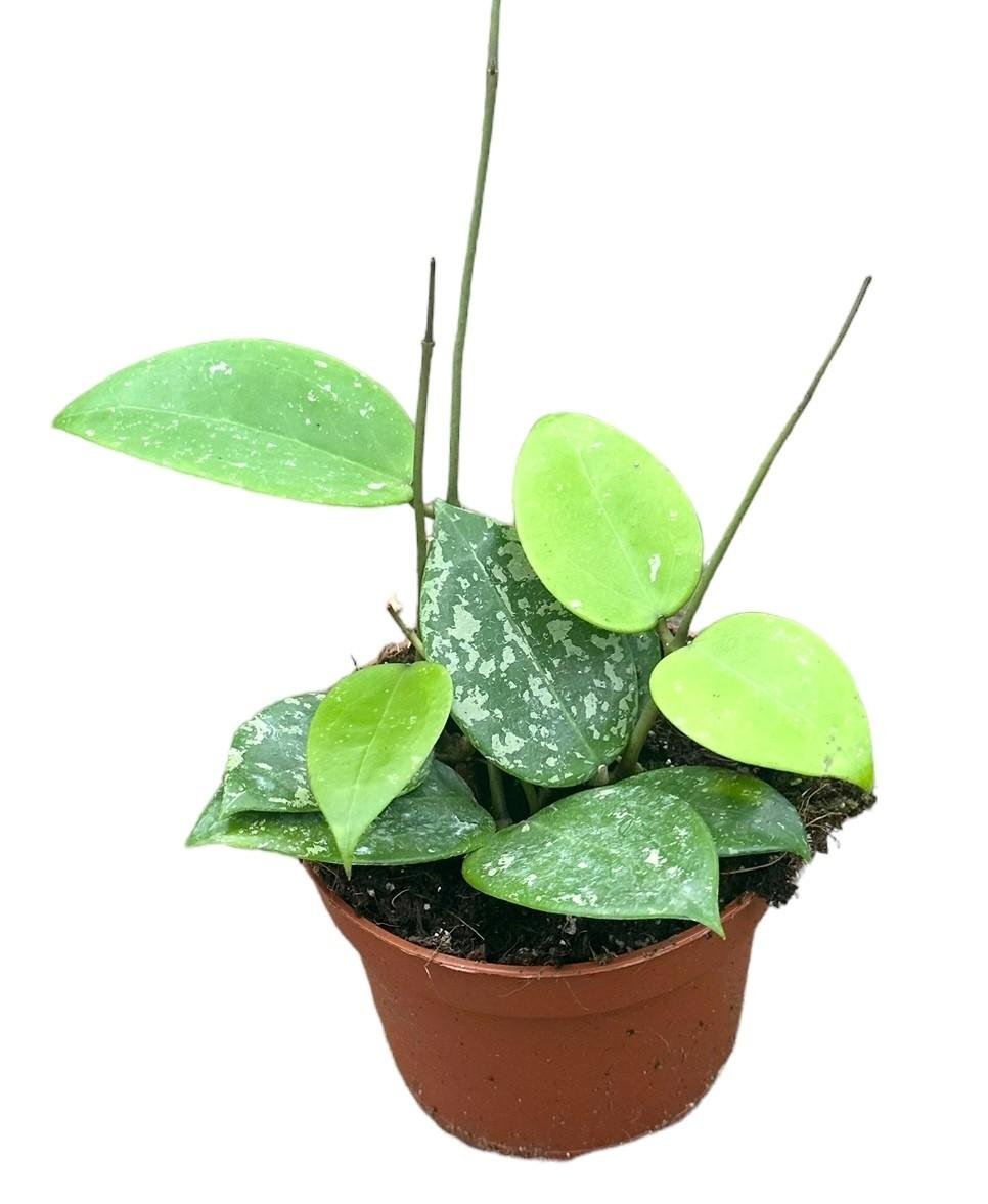 Hoya parasitica splash - Ø10,5cm - ↕20cm - Bivakshop