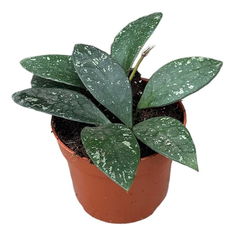 Hoya rundumensis splash - Ø10,5cm - ↕25cm - Bivakshop