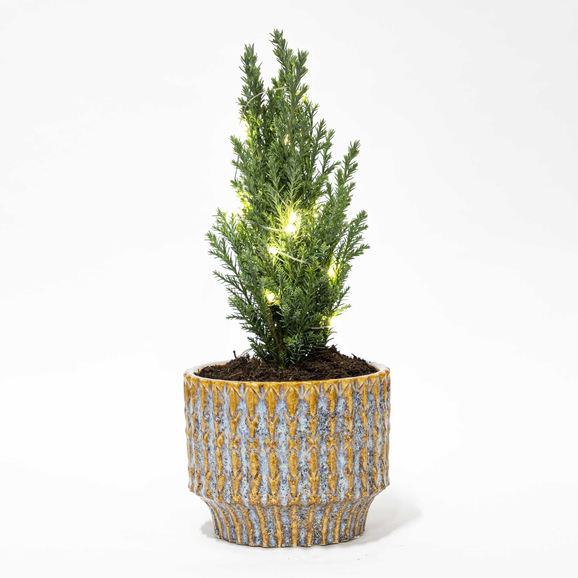 Kerstboom 'Ellwoodii' + Pot Echo + 20 Kerstverlichting - 25 - 30 Cm Hoog - Bivakshop