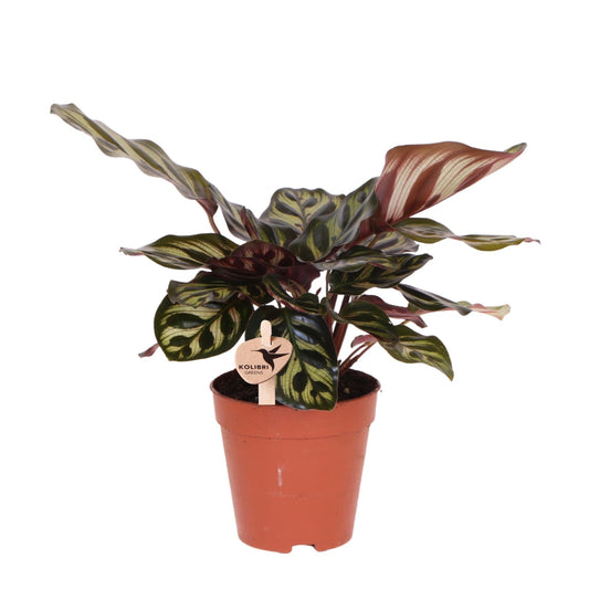 Kolibri greens | Groene plant - Calathea makoyana - Groene kamerplant - Vers van de kweker - Bivakshop