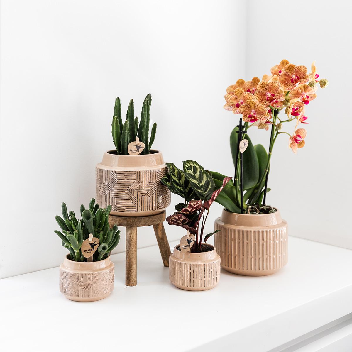 Kolibri greens | groene plant stapelia - Groene kamerplant - Vers van de kweker - Bivakshop