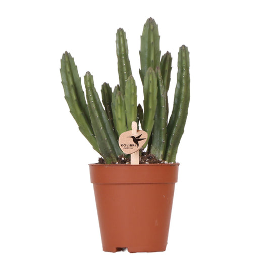 Kolibri greens | groene plant stapelia - Groene kamerplant - Vers van de kweker - Bivakshop