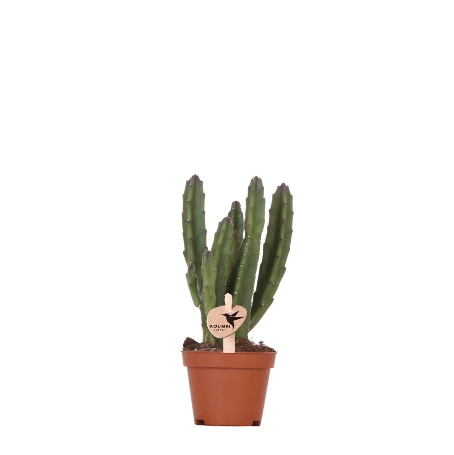 Kolibri greens | groene plant stapelia - Groene kamerplant - Vers van de kweker - Bivakshop