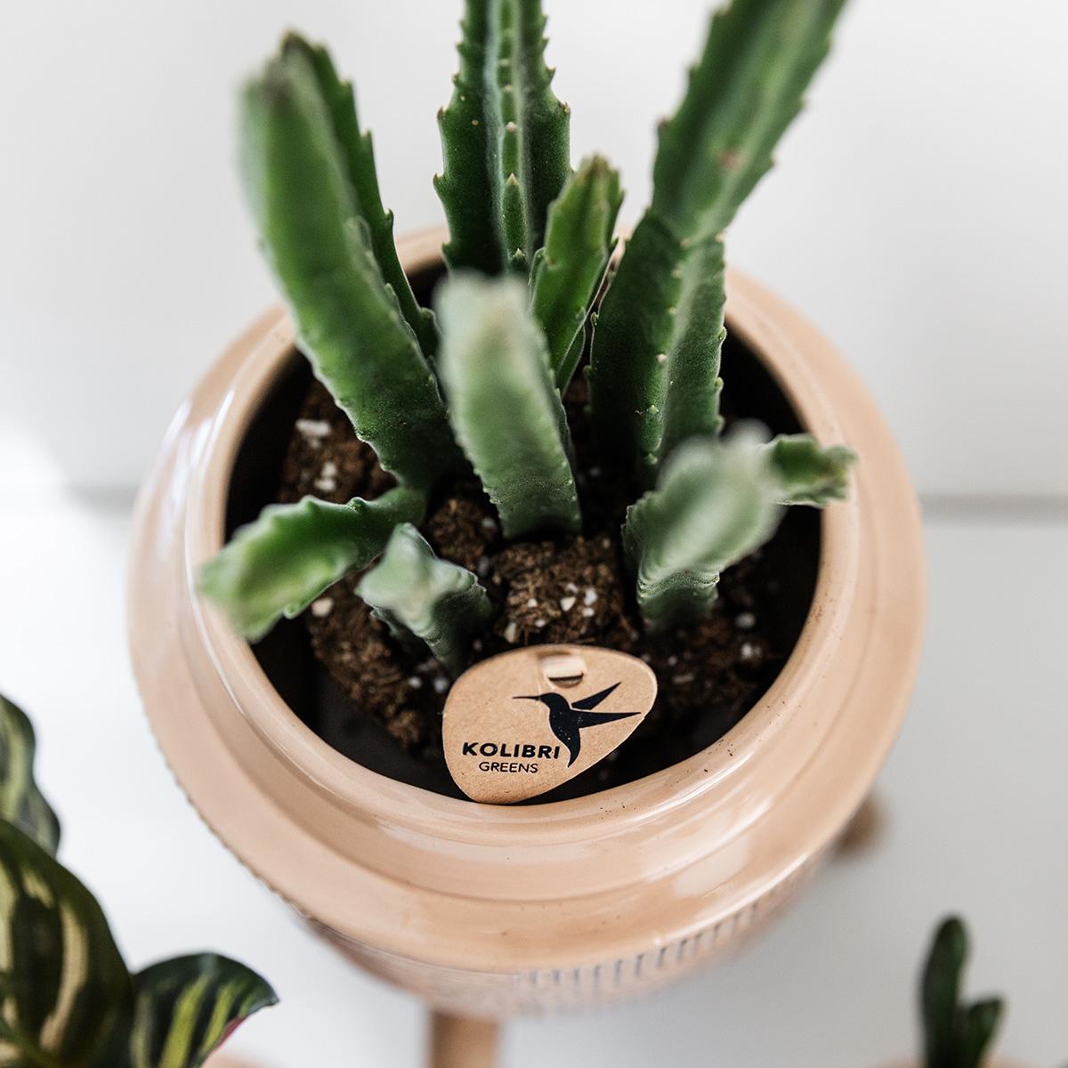 Kolibri greens | groene plant stapelia - Groene kamerplant - Vers van de kweker - Bivakshop