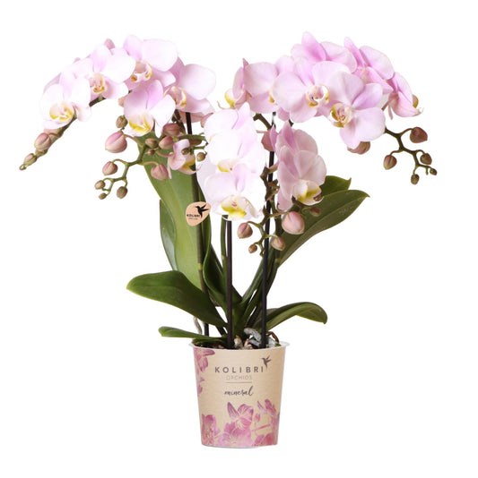 Kolibri orchids | roze phalaenopsis orchidee - Portugal - Potmaat Ø9 cm | bloeiende kamerplant - Vers van de kweker - Bivakshop