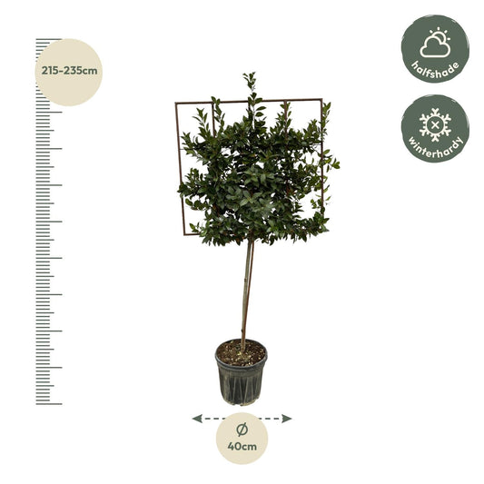 Laurus nobilis boom op rek - 225 cm - Ø40 cm - Bivakshop