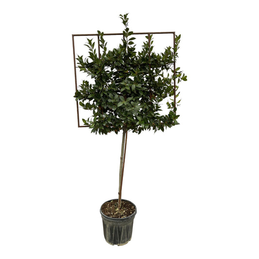 Laurus nobilis boom op rek - 225 cm - Ø40 cm - Bivakshop