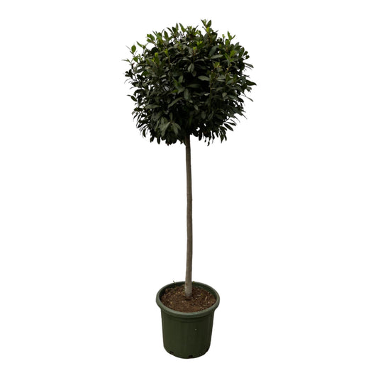 Laurus nobilis stam - 200 cm - Ø45 cm - Bivakshop