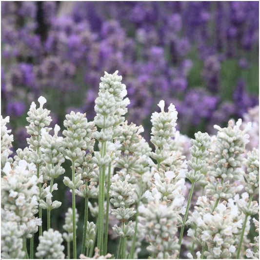 Lavendel angustifolia wit - Set van 6 planten - 6 x Ø7 cm - ↕15 cm - Bivakshop