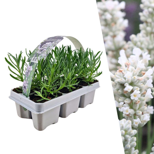 Lavendel angustifolia wit - Set van 6 planten - 6 x Ø7 cm - ↕15 cm - Bivakshop