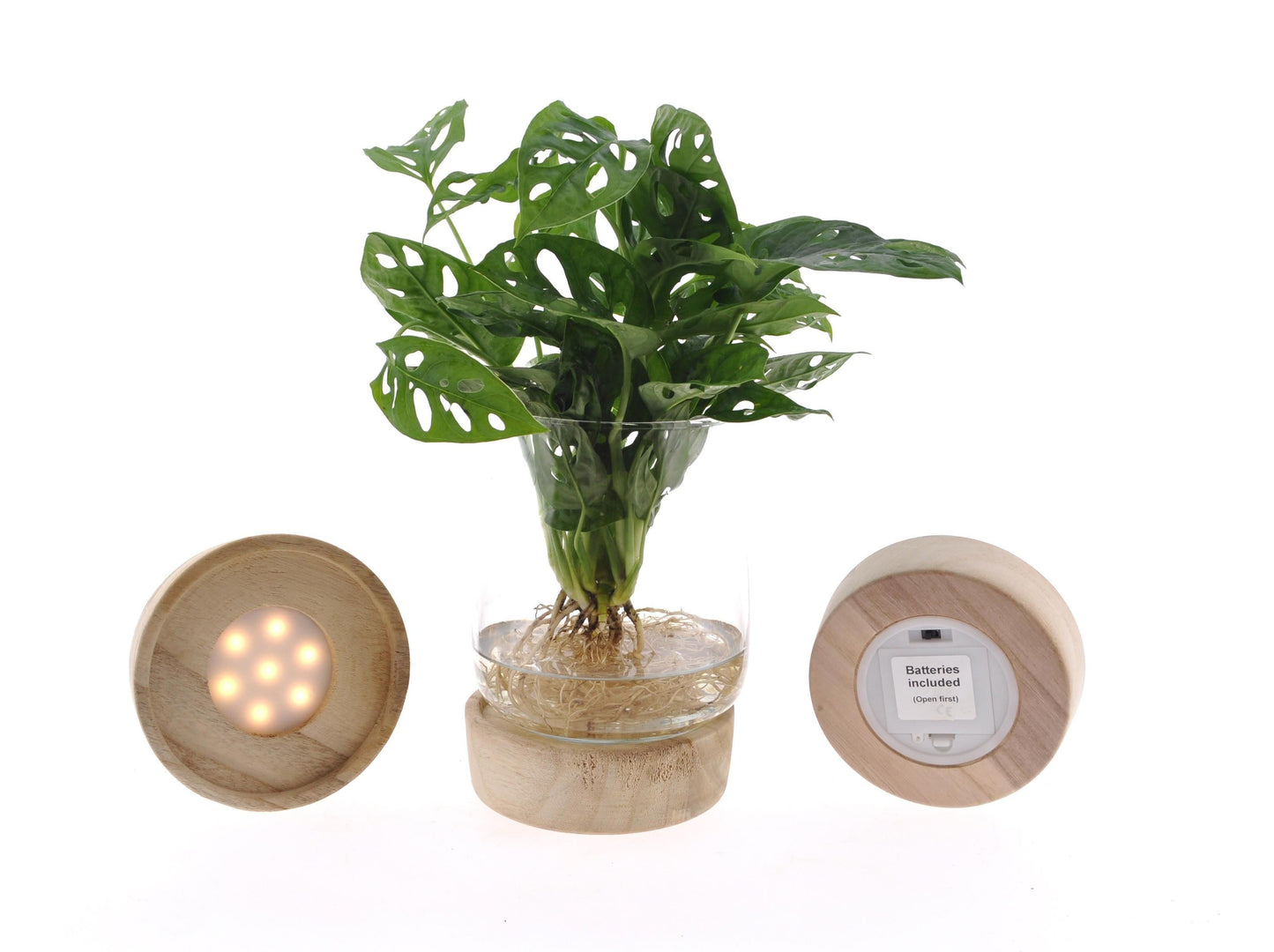 Monstera adansonii 12cm in kingston glas + led - Bivakshop