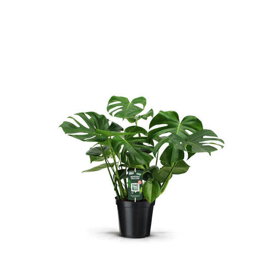 Monstera Deliciosa - Ø21 cm - ↕70 cm - Bivakshop