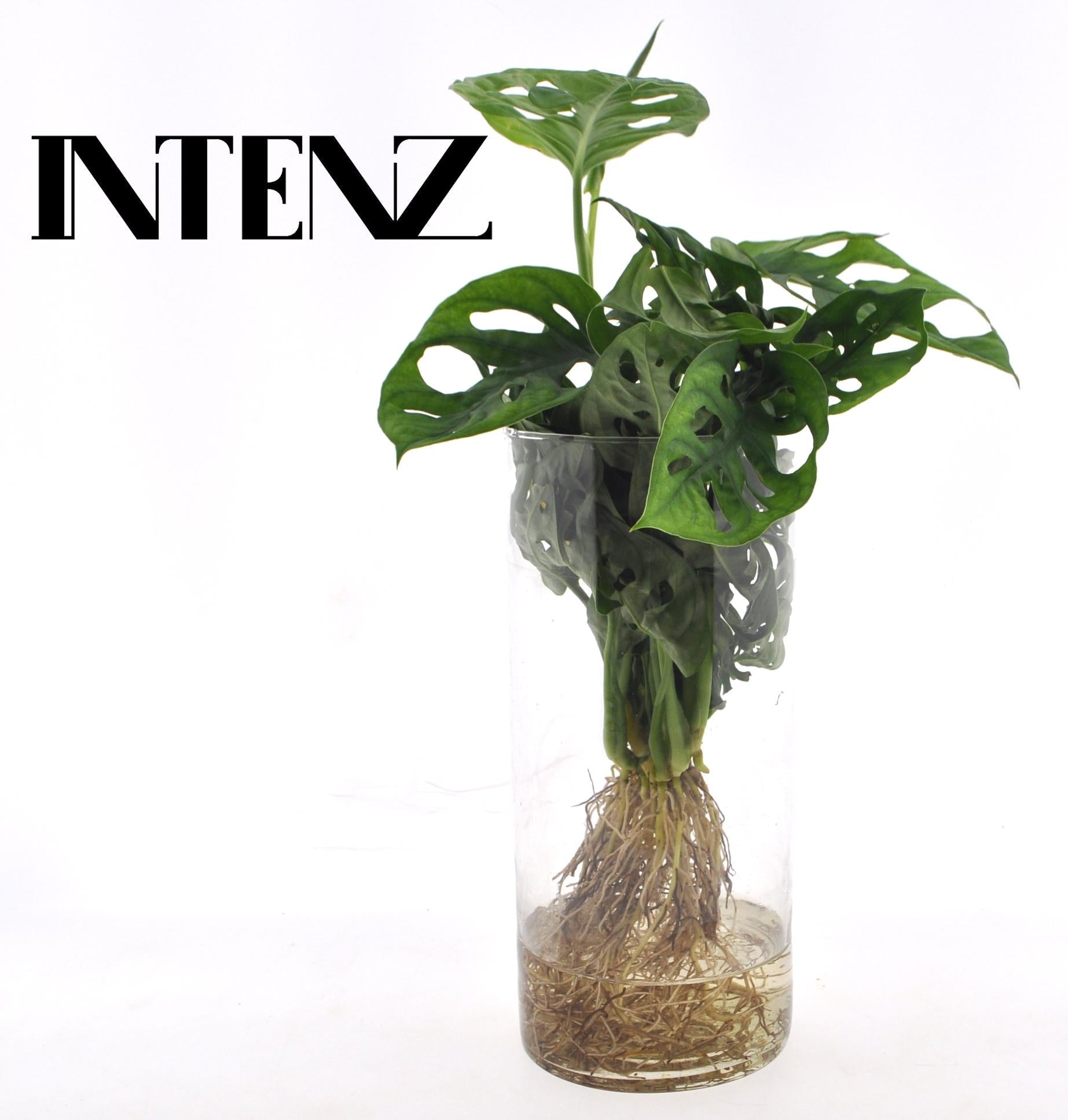 Monstera in cilinderglas - Ø12 cm - ↕25 cm - Bivakshop