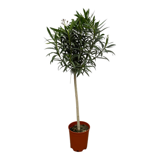 Nerium oleander op stam met rode bloem - 190 cm - Ø31cm - Bivakshop