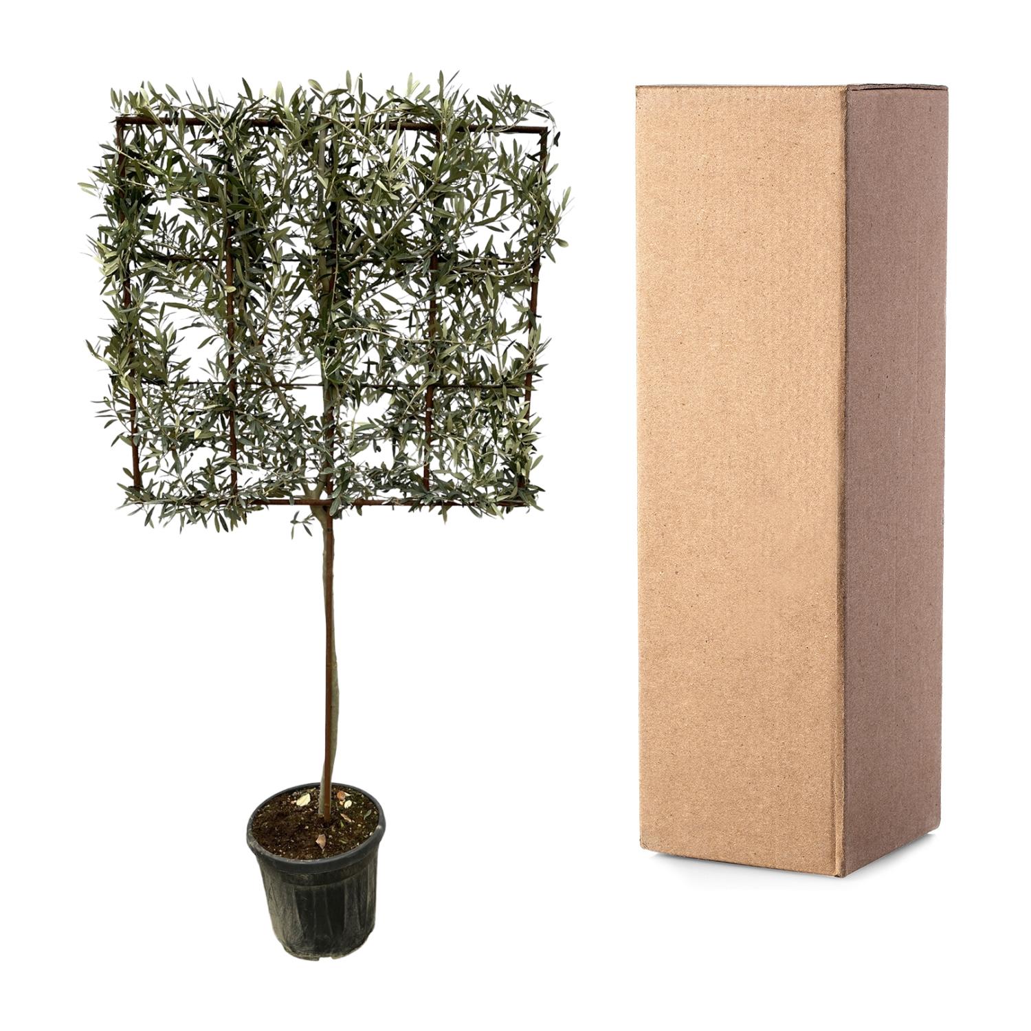 Olea europaea boom op rek - 225 cm - Ø40cm - Bivakshop