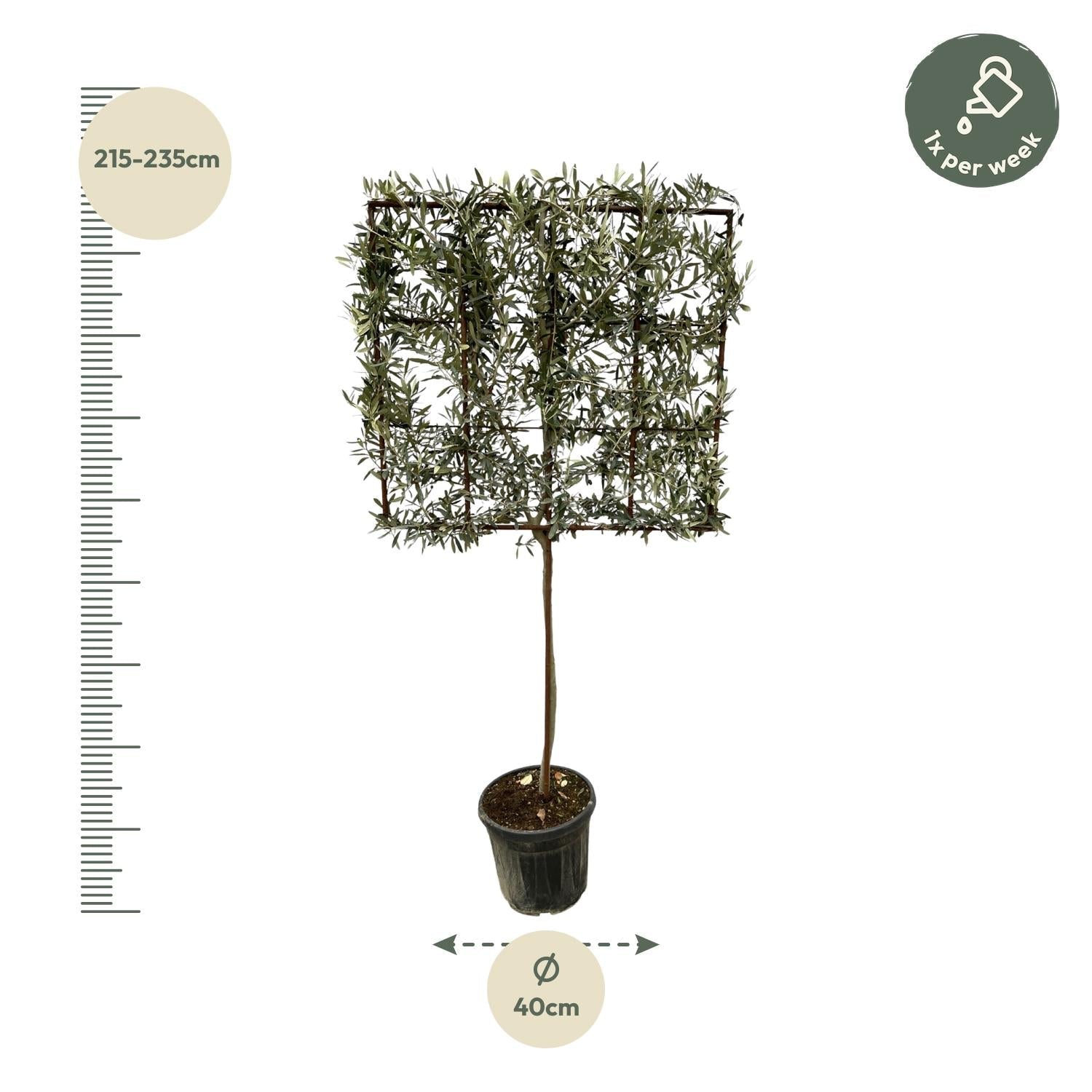 Olea europaea boom op rek - 225 cm - Ø40cm - Bivakshop