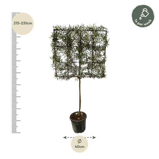 Olea europaea boom op rek - 225 cm - Ø40cm - Bivakshop