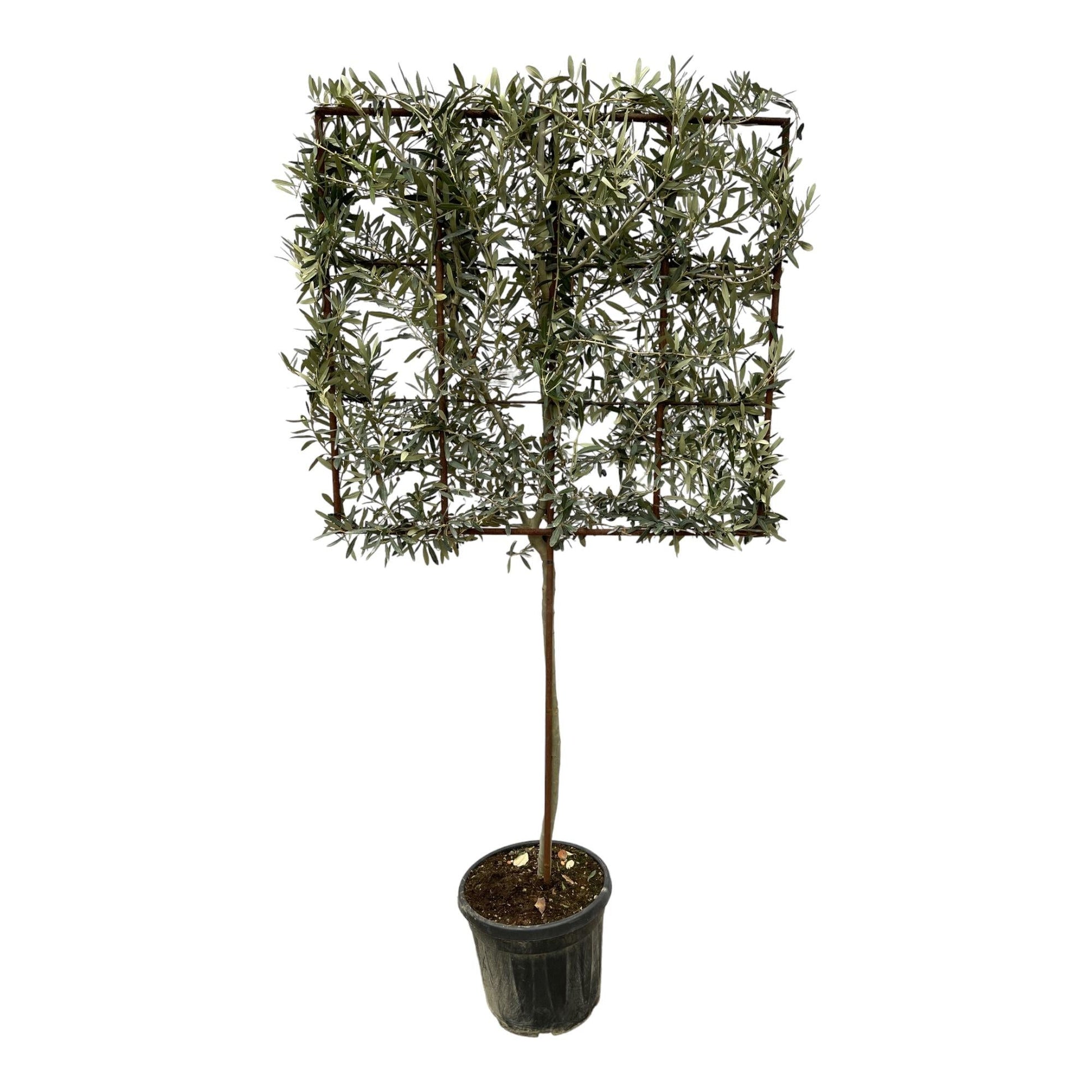 Olea europaea boom op rek - 225 cm - Ø40cm - Bivakshop