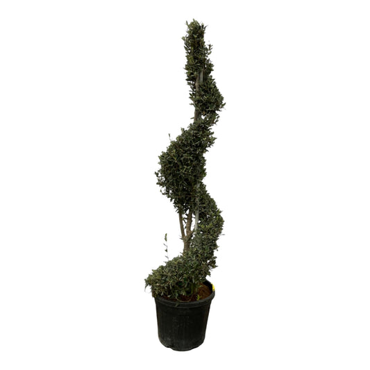 Olea europaea spiraal - 230 cm - Ø50cm - Bivakshop