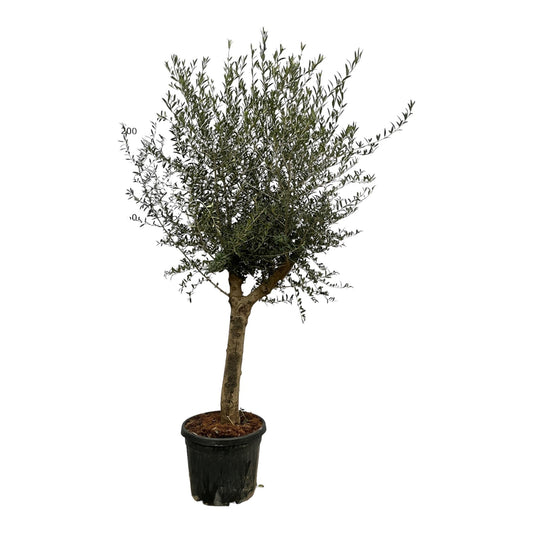 Olea lorc - 200 cm - Ø45 cm - Bivakshop