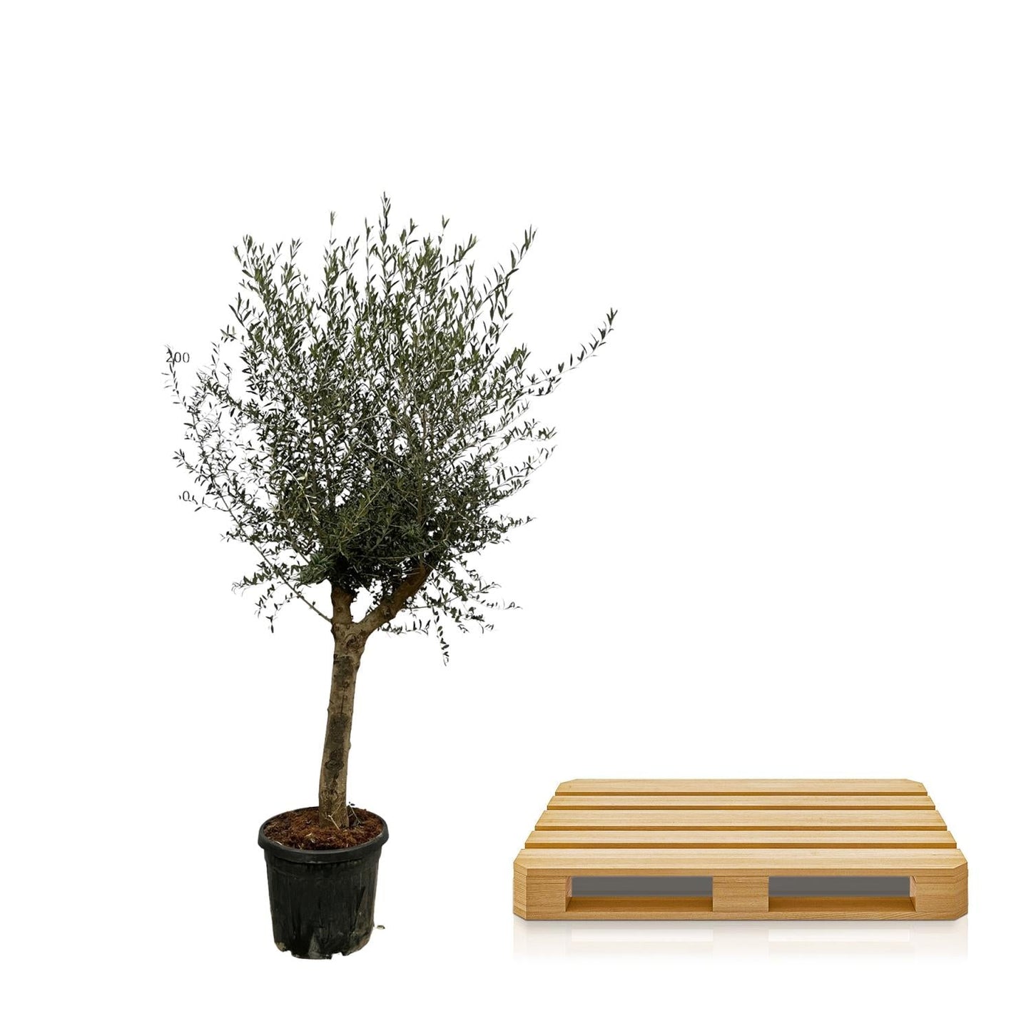 Olea lorc - 200 cm - Ø45 cm - Bivakshop