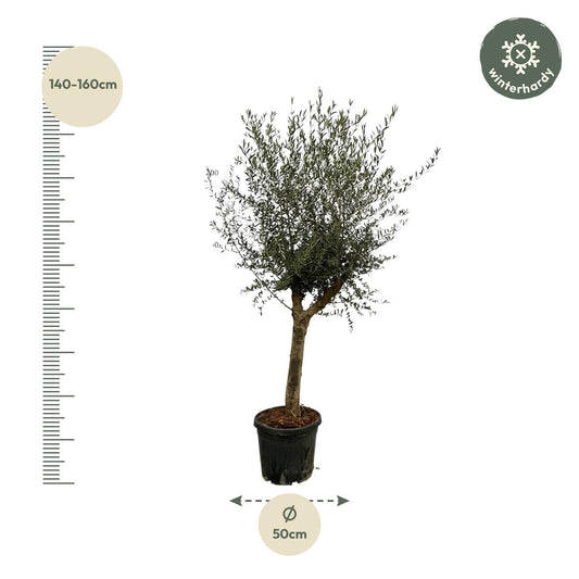 Olea lorc - 200 cm - Ø45 cm - Bivakshop