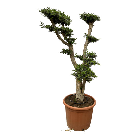 Olea pon pon - 180 cm - Ø55cm - Bivakshop