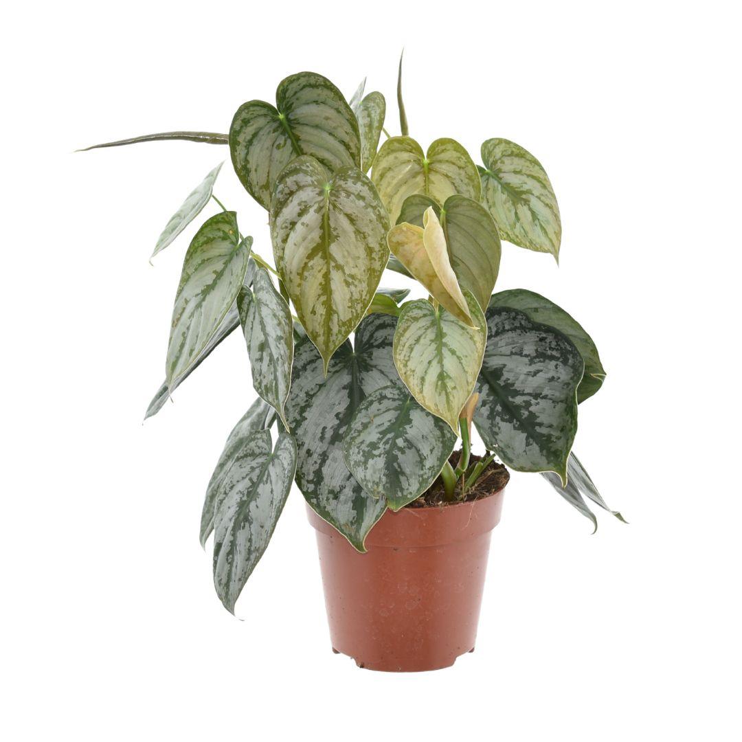 Philodendron brandtianum - Ø12 cm - ↕35 cm - Bivakshop