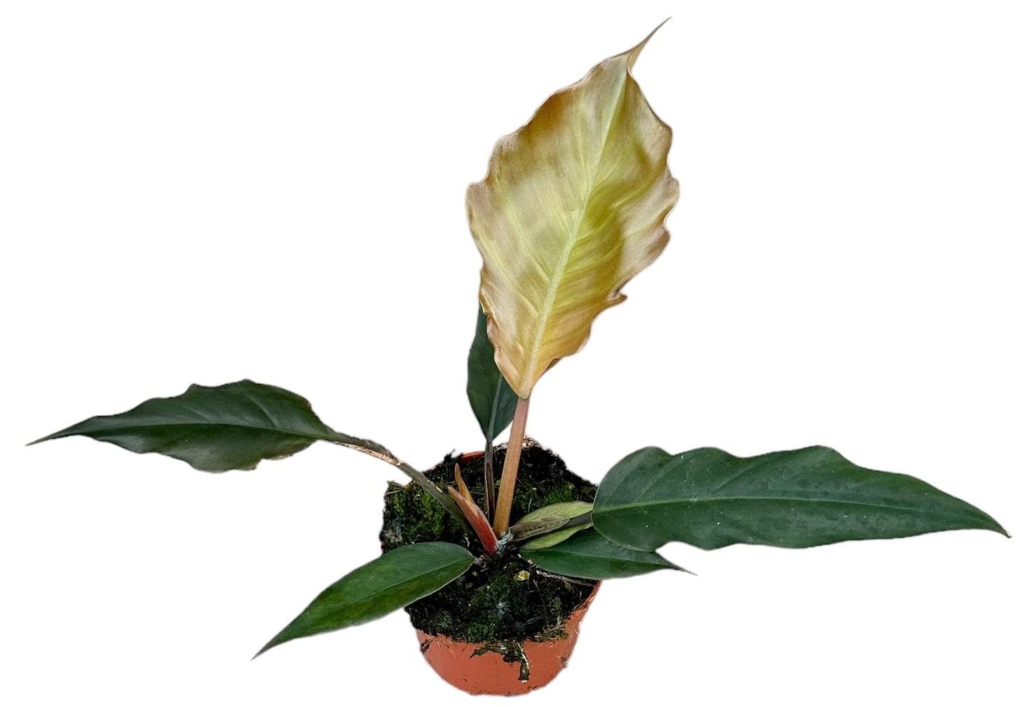 Philodendron choco empress - Ø10,5cm - ↕15cm - Bivakshop